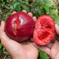 Red Sapote (Timonius Minahassae) Live Plants