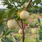 Red Seedless Guava Live Plants