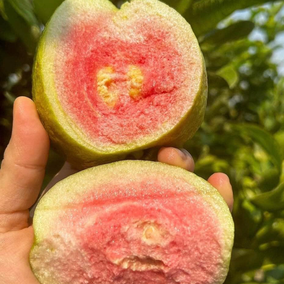 Red Seedless Guava Live Plants