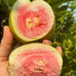 Red Seedless Guava Live Plants