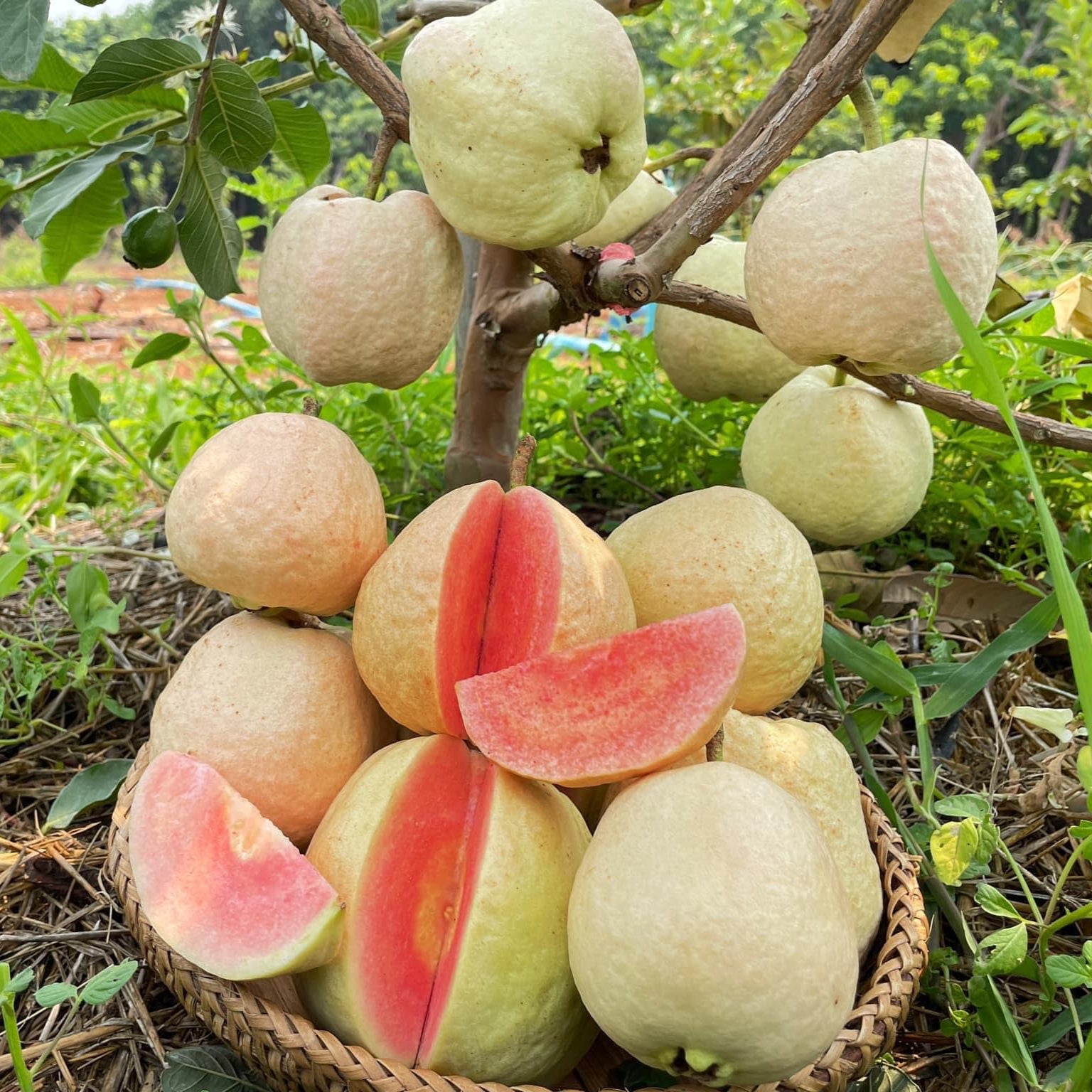 Red Seedless Guava Live Plants – veliyathgardens