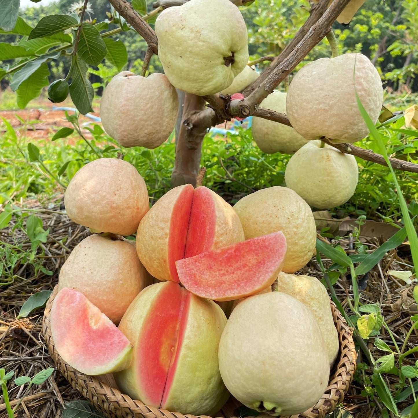 Red Seedless Guava Live Plants