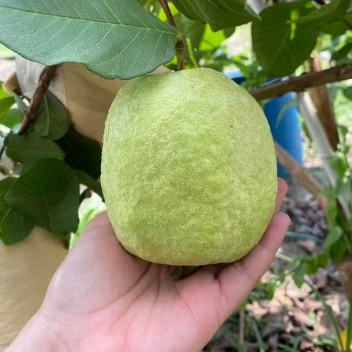 Red Seedless Guava Live Plants