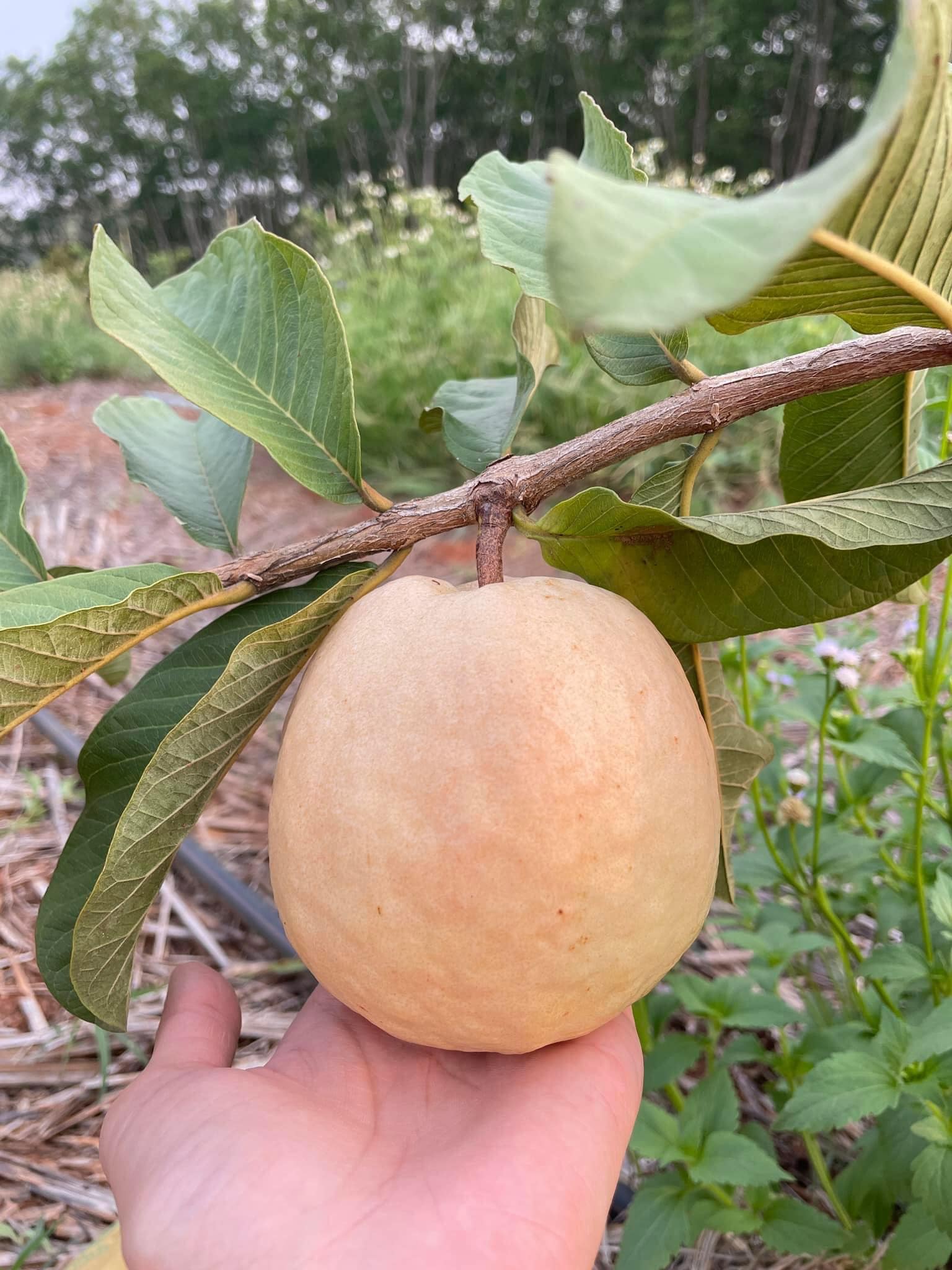 Red Seedless Guava Live Plants – veliyathgardens
