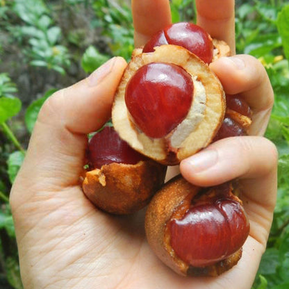 Red Tampoi Fruit Plant (Baccaurea costulata)