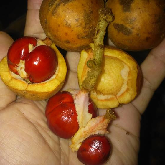 Red Tampoi Fruit Plant (Baccaurea costulata)