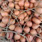 Red Tampoi Fruit Plant (Baccaurea costulata)