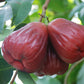 Sugar Barbie Water Apple Live Plant (Syzygium Samarangense)