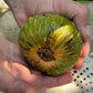 Annona reticulata "Escarlet" (Annona reticulata "Escarlet")