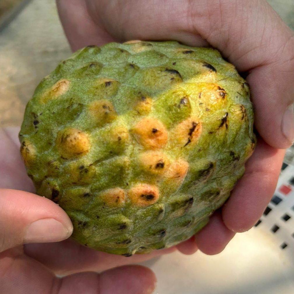 Annona reticulata "Escarlet" (Annona reticulata "Escarlet")