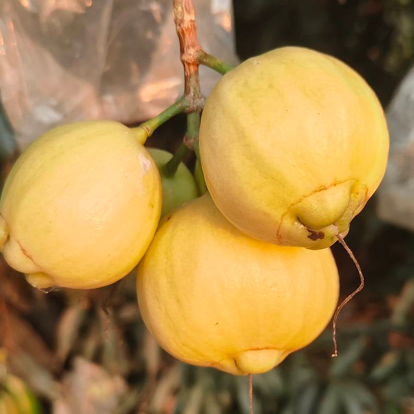 Rose Apple Live Plants (Syzygium Jambos)