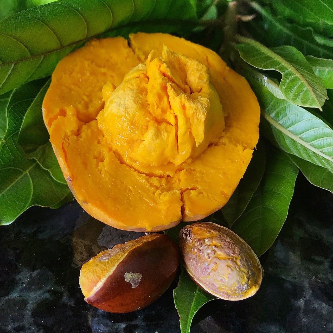Ross Sapote (Pouteria SP)