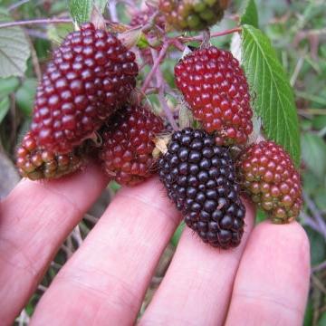 Rubus glaucus Live Plant (Rubus glaucus)