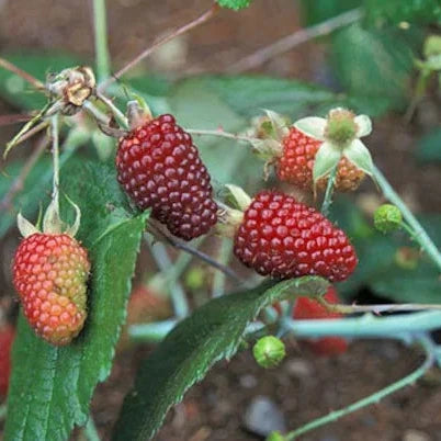 Rubus glaucus Live Plant (Rubus glaucus) – veliyathgardens
