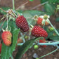 Rubus glaucus Live Plant (Rubus glaucus)