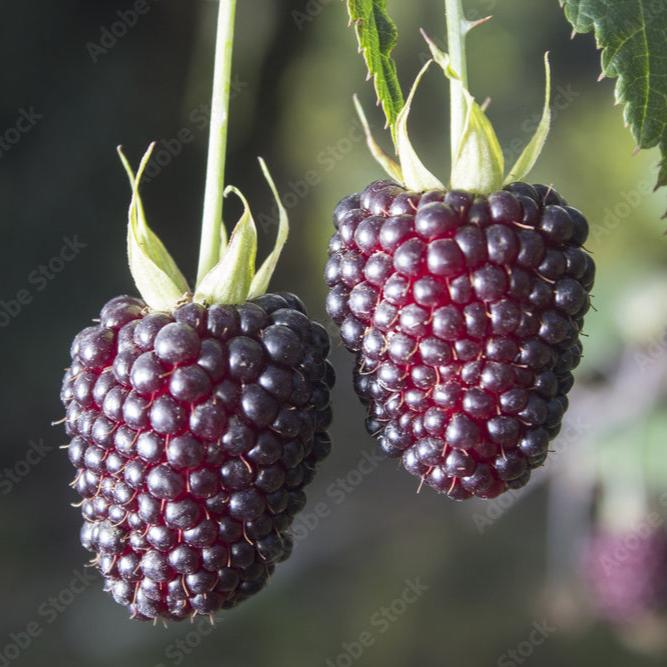 Rubus glaucus Live Plant (Rubus glaucus)