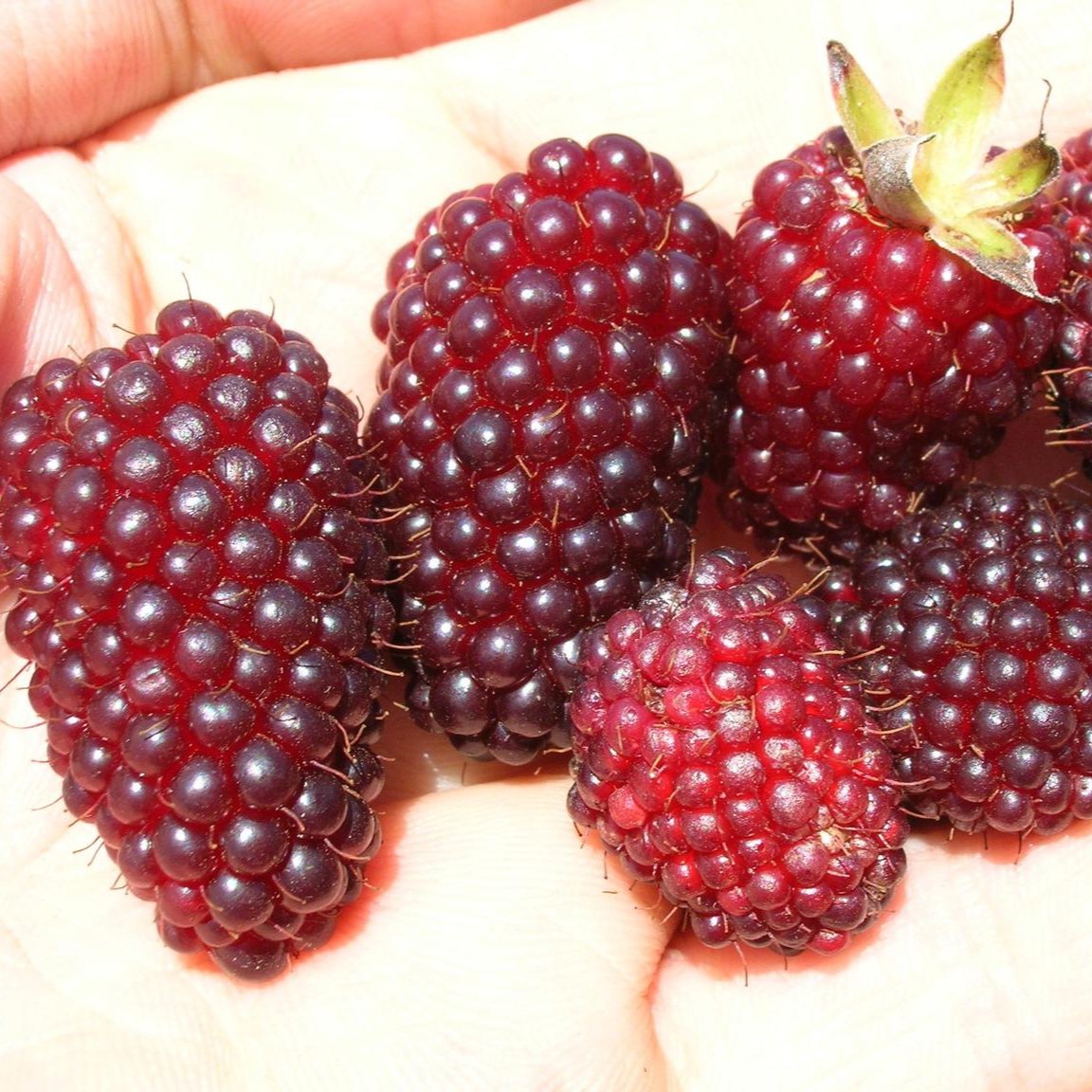 Rubus glaucus Live Plant (Rubus glaucus)