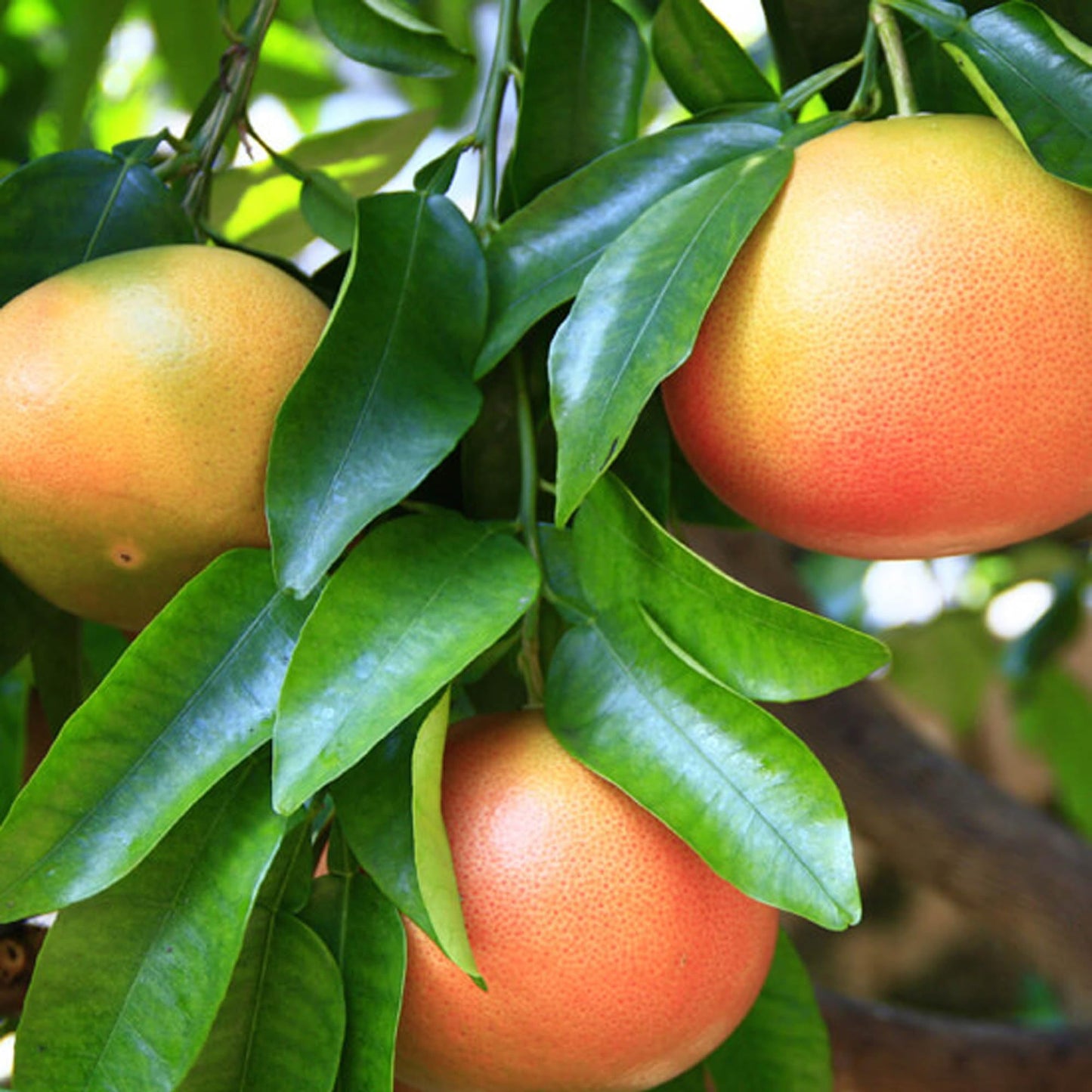 Star Ruby Grape Fruit Plant (Citrus × paradisi)