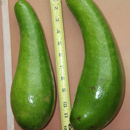 Russell Avocado Live Plant (Persea americana 'Russell')