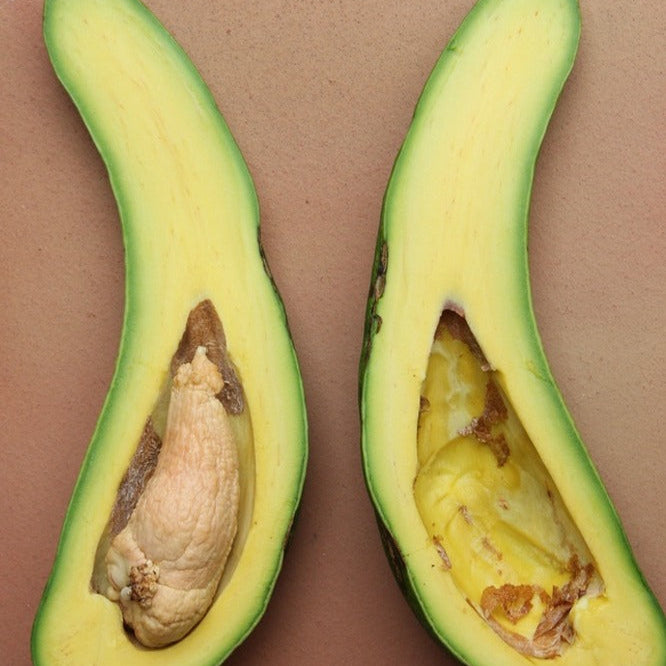 Russell Avocado Live Plant (Persea americana 'Russell')