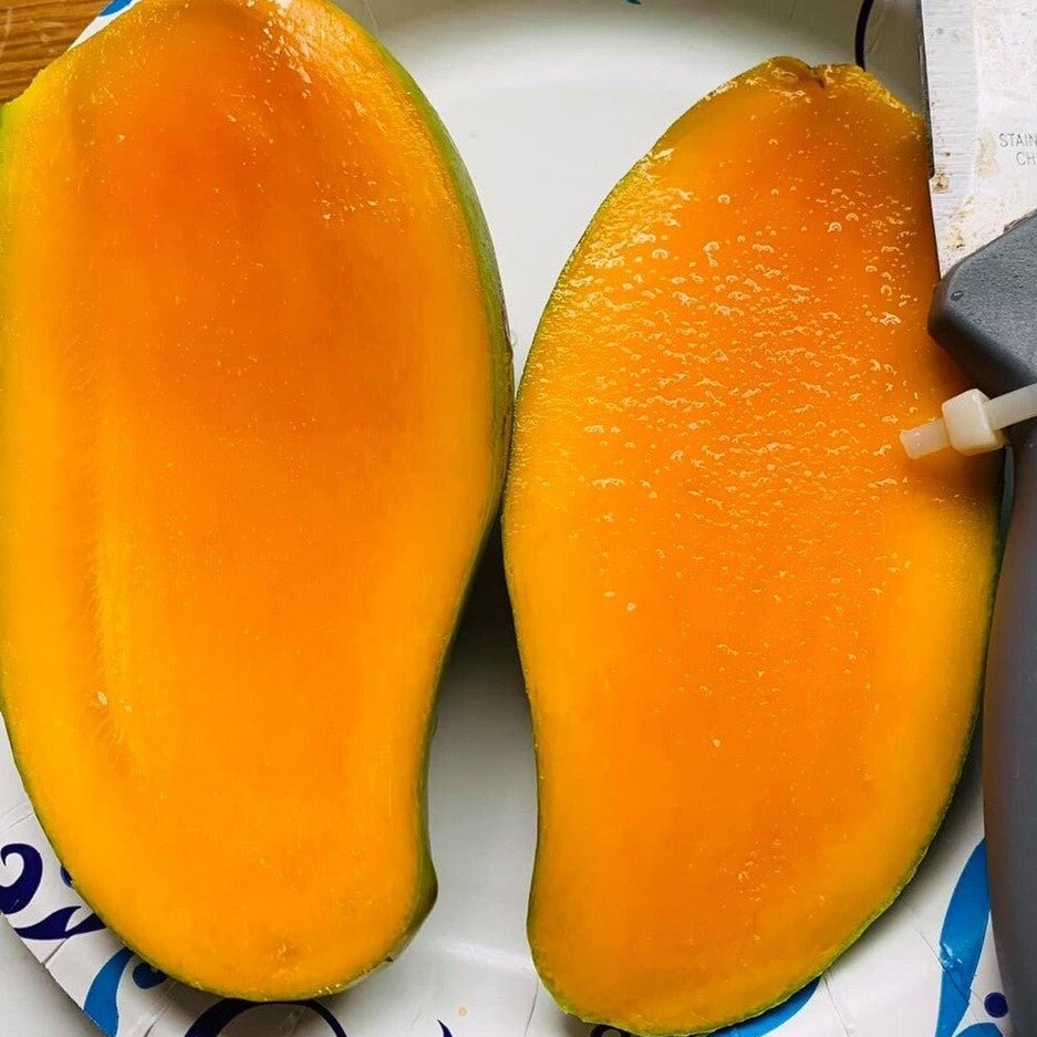 Brahm Kai Meu Mango Live Plant (Mangifera indica)