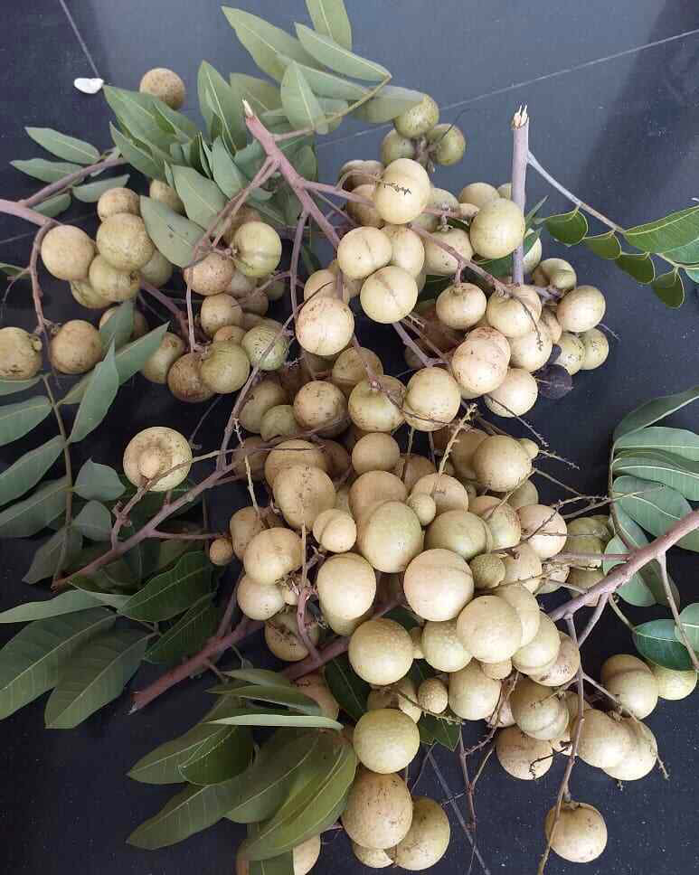 Aroma Durian Longan Live Plant (Dimocarpus longan)