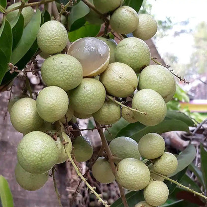 Aroma Durian Longan Live Plant (Dimocarpus longan)