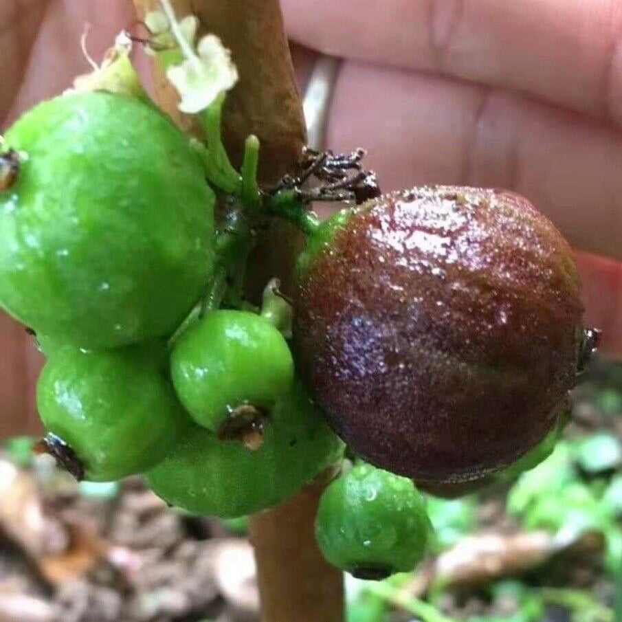 Giant Red Crystal Jaboticaba: A Sweet and Nutritious Addition to Your Garden