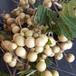 Aroma Durian Longan Live Plant (Dimocarpus longan)