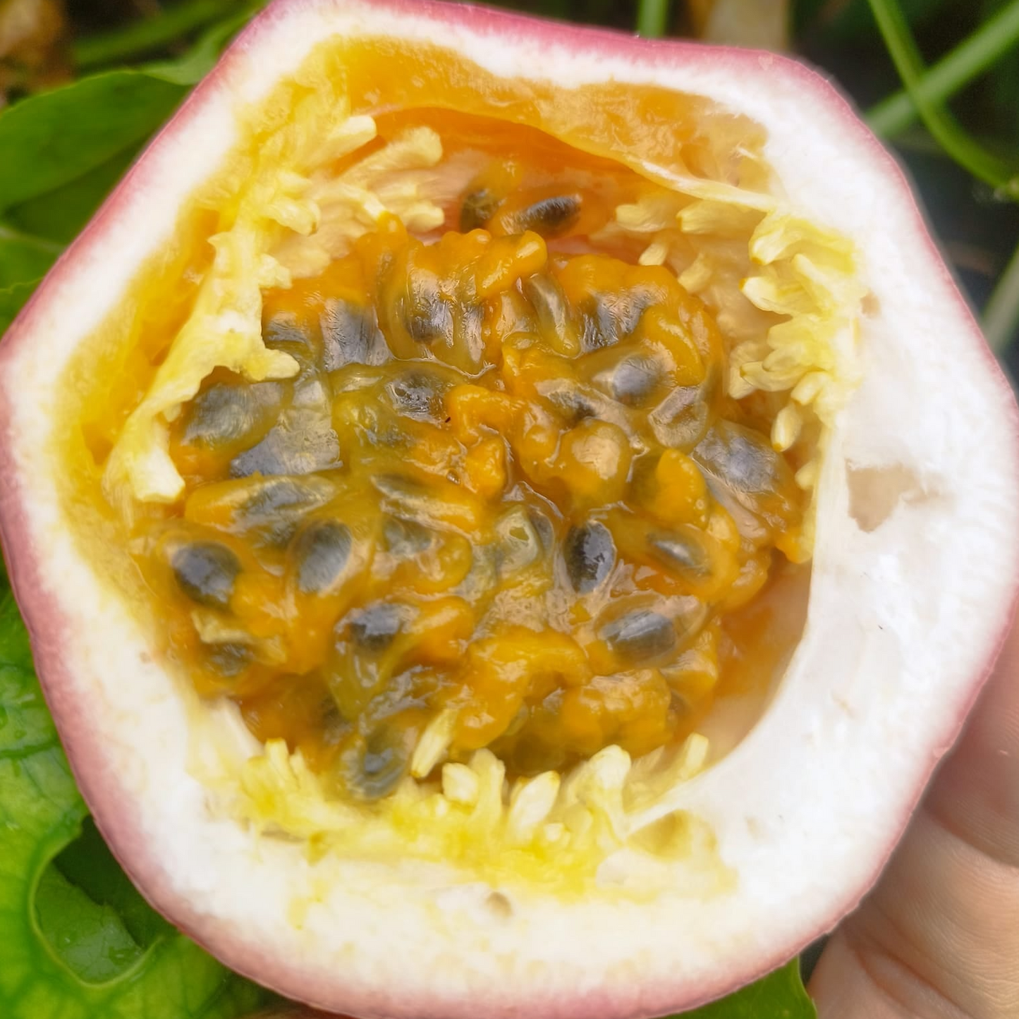 Passion Fruit M571 Live Plant (Passiflora edulis)