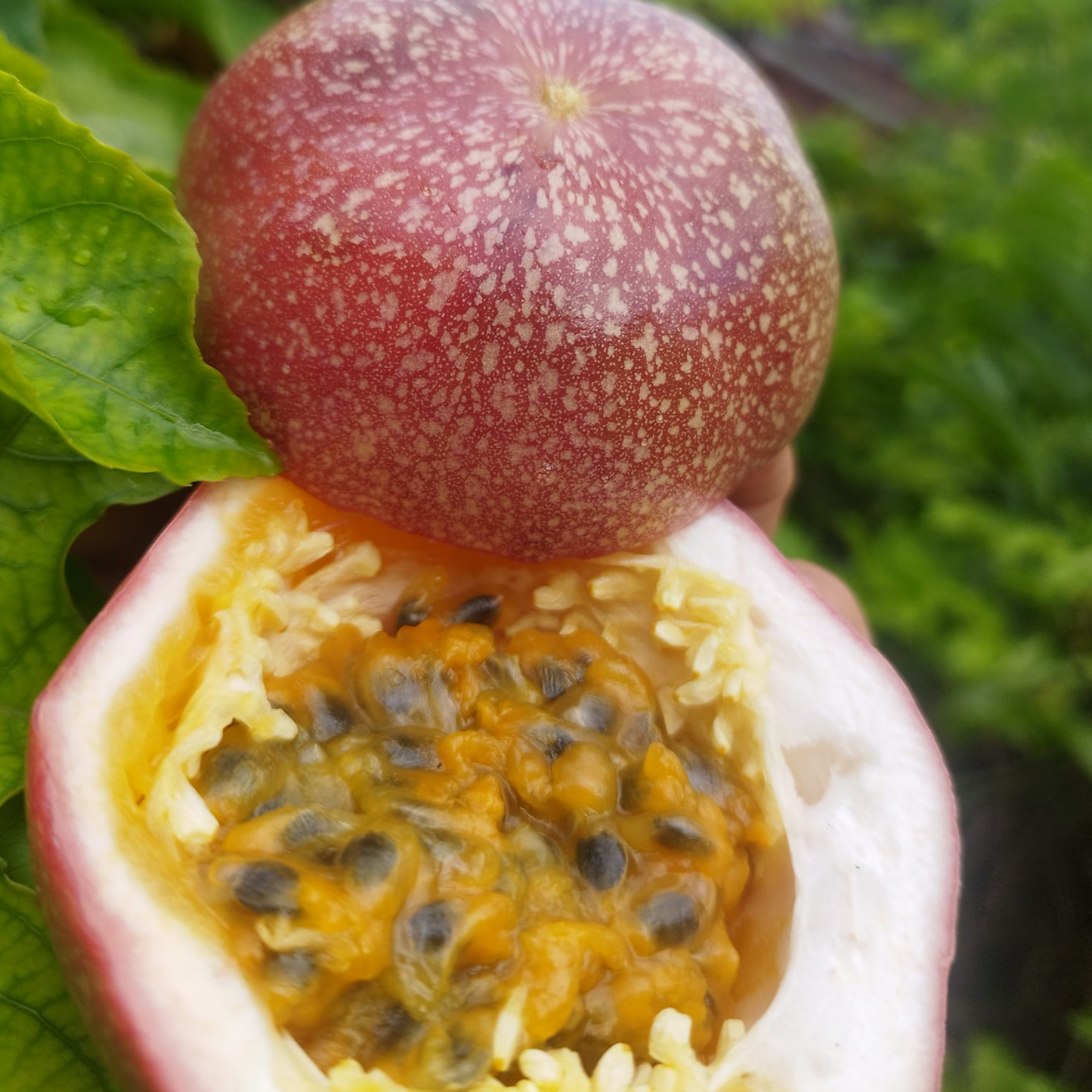 Passion Fruit M571 Live Plant (Passiflora edulis)