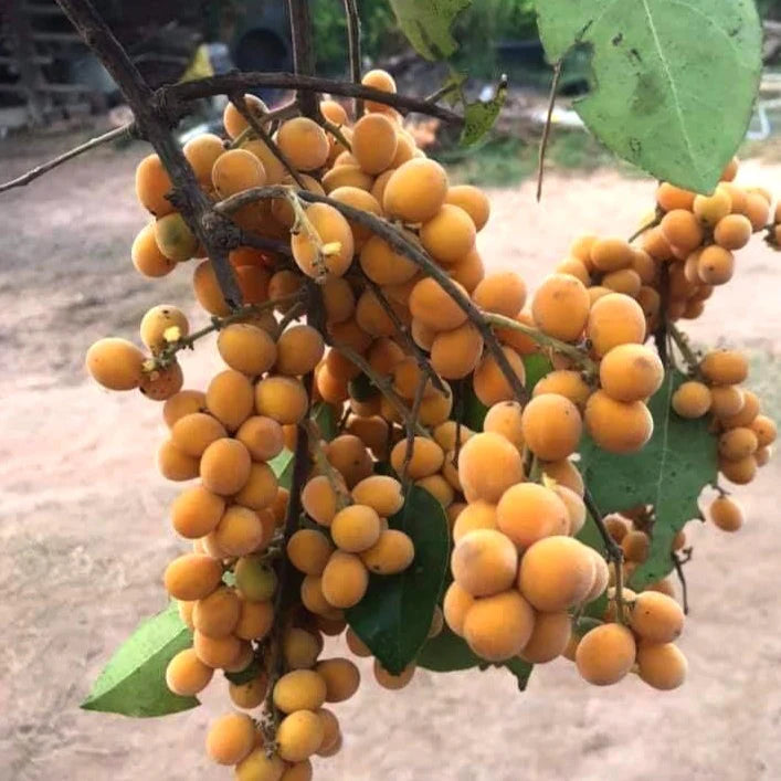 Sdok Fruit Plant