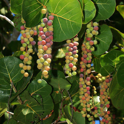 Sea Grape Live Plant (Coccoloba uvifera)