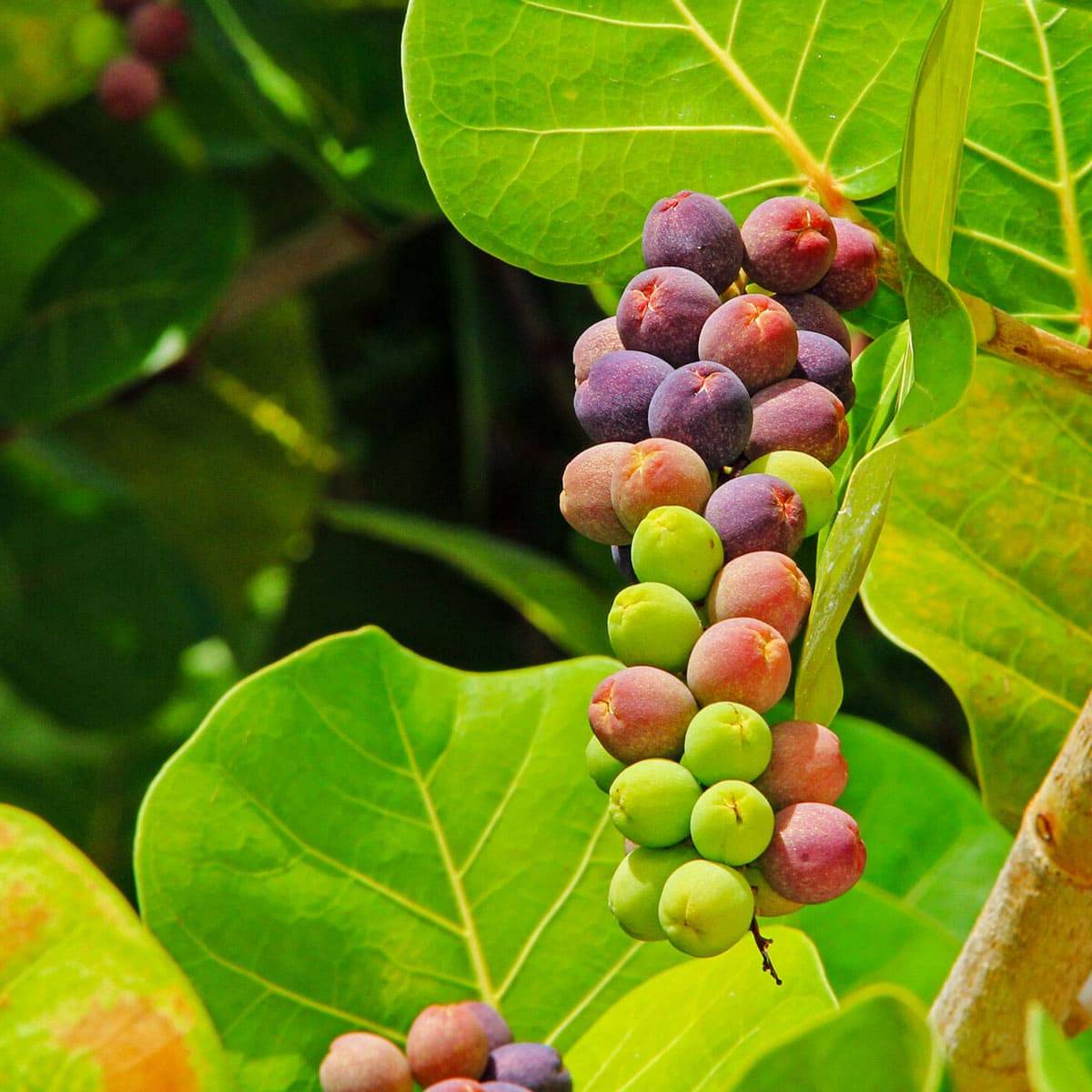 Sea Grape Live Plant (Coccoloba uvifera)