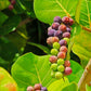 Sea Grape Live Plant (Coccoloba uvifera)
