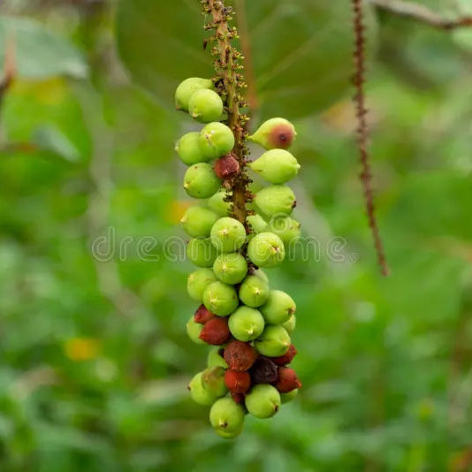 Red-flowered Sea Grape (Coccoloba rugosa) Live Plant