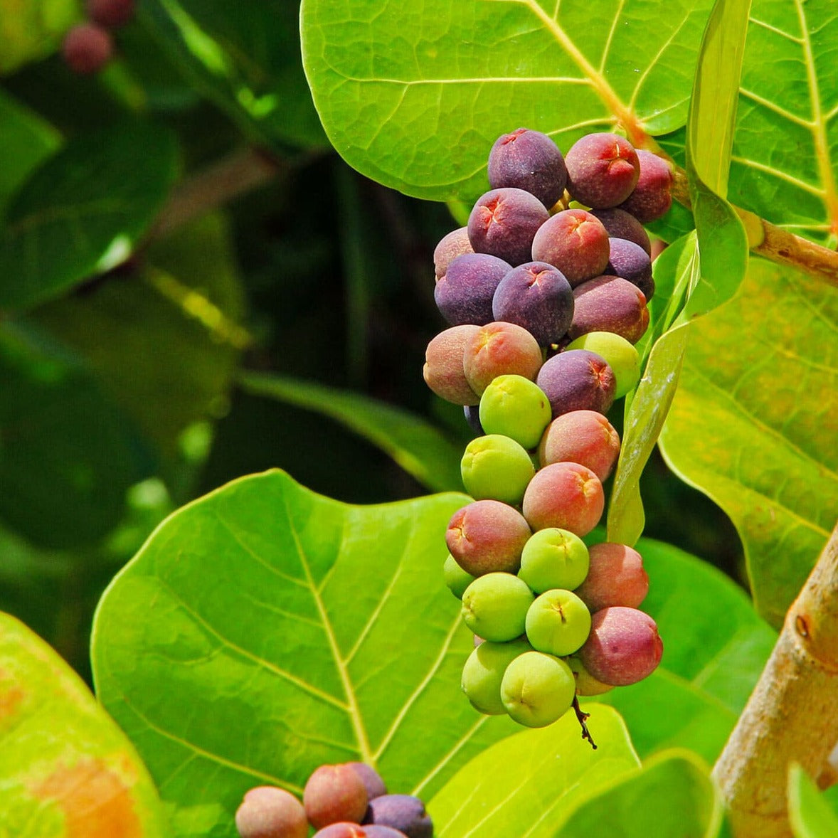 Sea Grape Live Plant (Coccoloba uvifera)