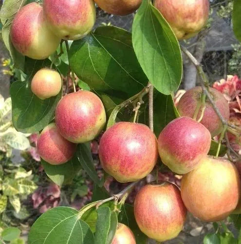 Seedless Ber Apple Live Plant (Ziziphus mauritiana)