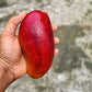 Pusa Shrestha Mango Fruit Plant (Mangifera indica)