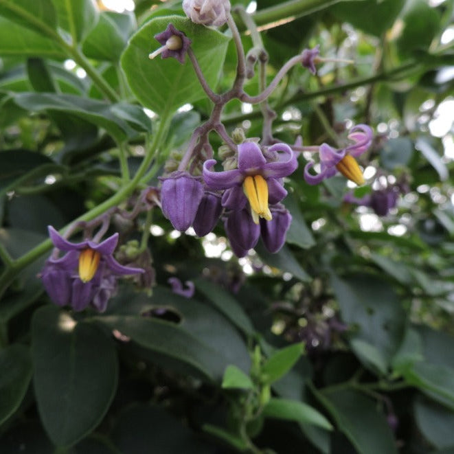 Solanum pelagicum Live Plant (Solanum pelagicum)