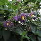 Solanum pelagicum Live Plant (Solanum pelagicum)