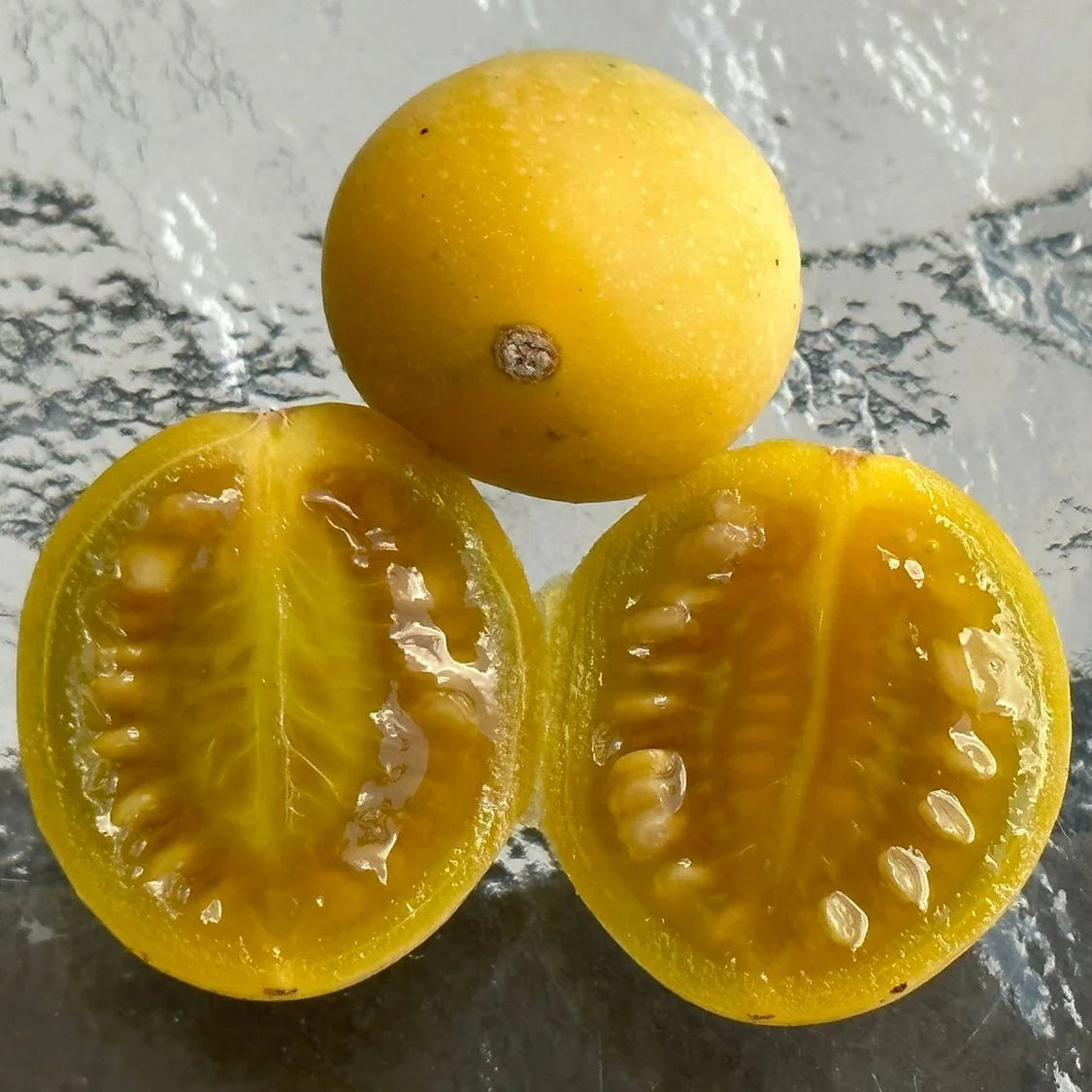 Solanum pelagicum Live Plant (Solanum pelagicum)