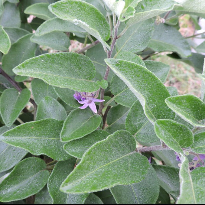 Solanum pelagicum Live Plant (Solanum pelagicum)