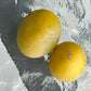Solanum pelagicum Live Plant (Solanum pelagicum)