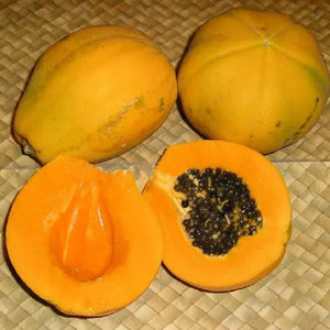 Solo Papaya Live Plant (Carica papaya Solo)