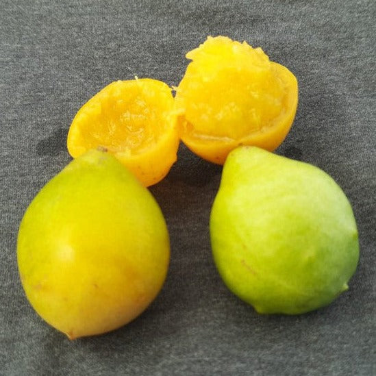 Umbu-Cajá Fruit Live Plant (Spondias bahiensis)