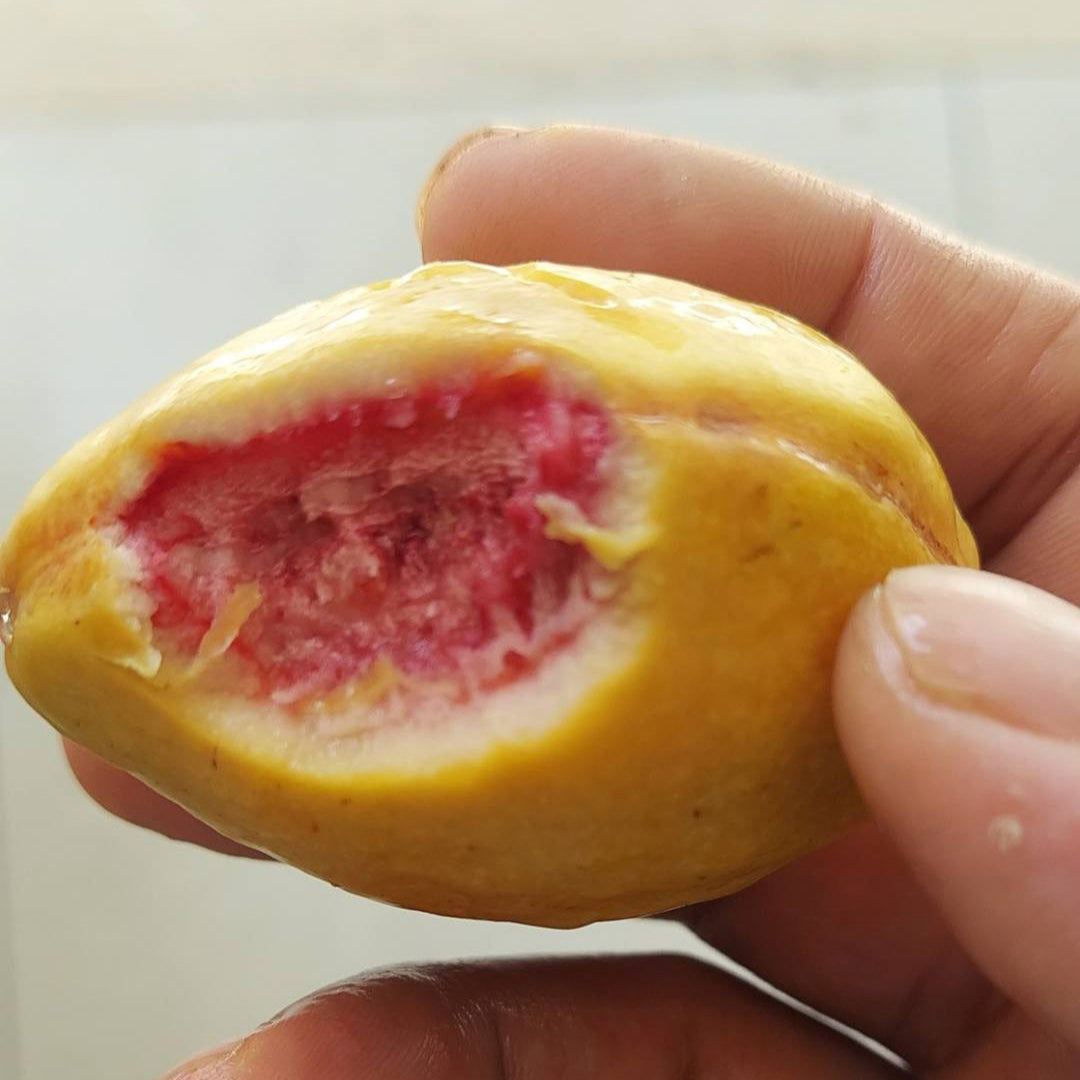 Sweet Skin Alomond (Terminalia catappa)
