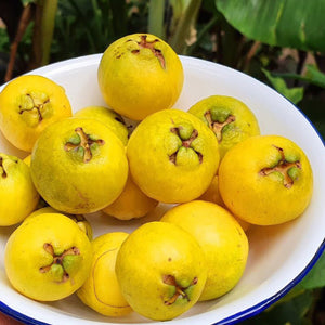 Yellow Strawberry Guava Live Palnt (Psidium Cattleianum)