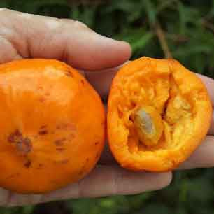 Sundrop Fruit Plant (Eugenia Victoriana)