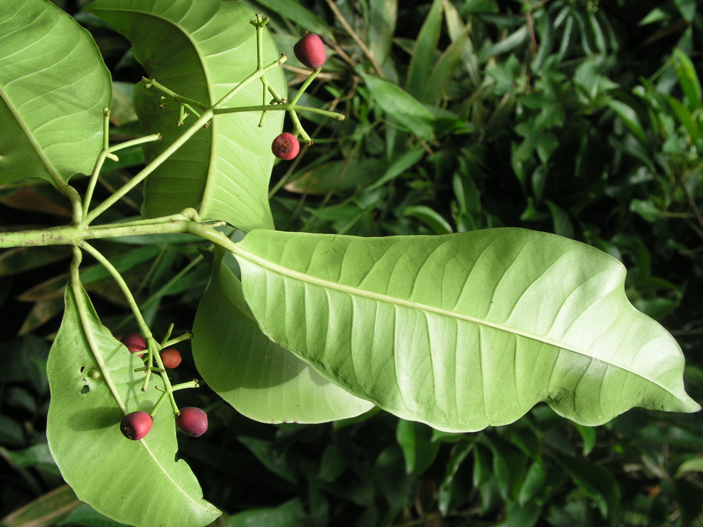 Syzygium travancoricum Live Plant